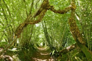 Horizons Arts Nature en Sancy, Once used, once taken par Kate Studley. Crédit photo : Desiree Plag
