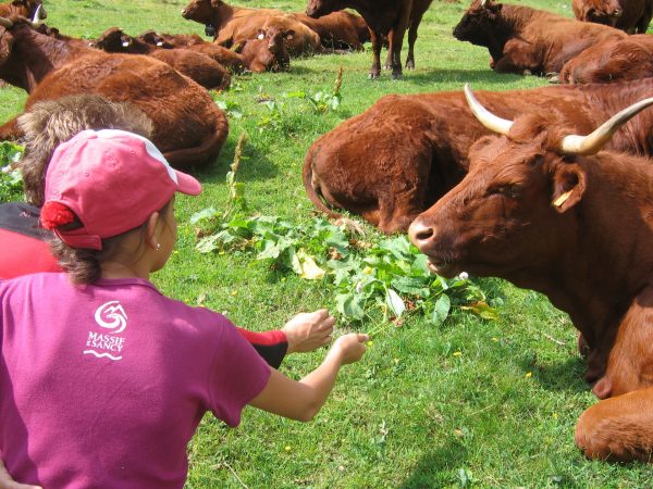 Belles vaches Salers au repos dans un champ