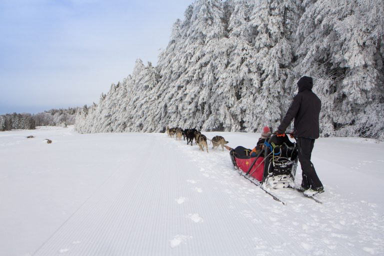 Balade en chien de traineau dans le Massif du Sancy