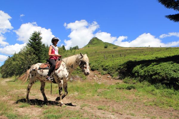 Cheval et Sports équestres