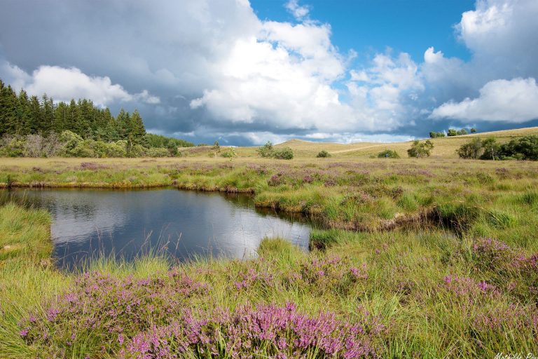 Le Réserve Naturelle des Sagnes de La Godivelle, la tourbière Plaine de Jacquot