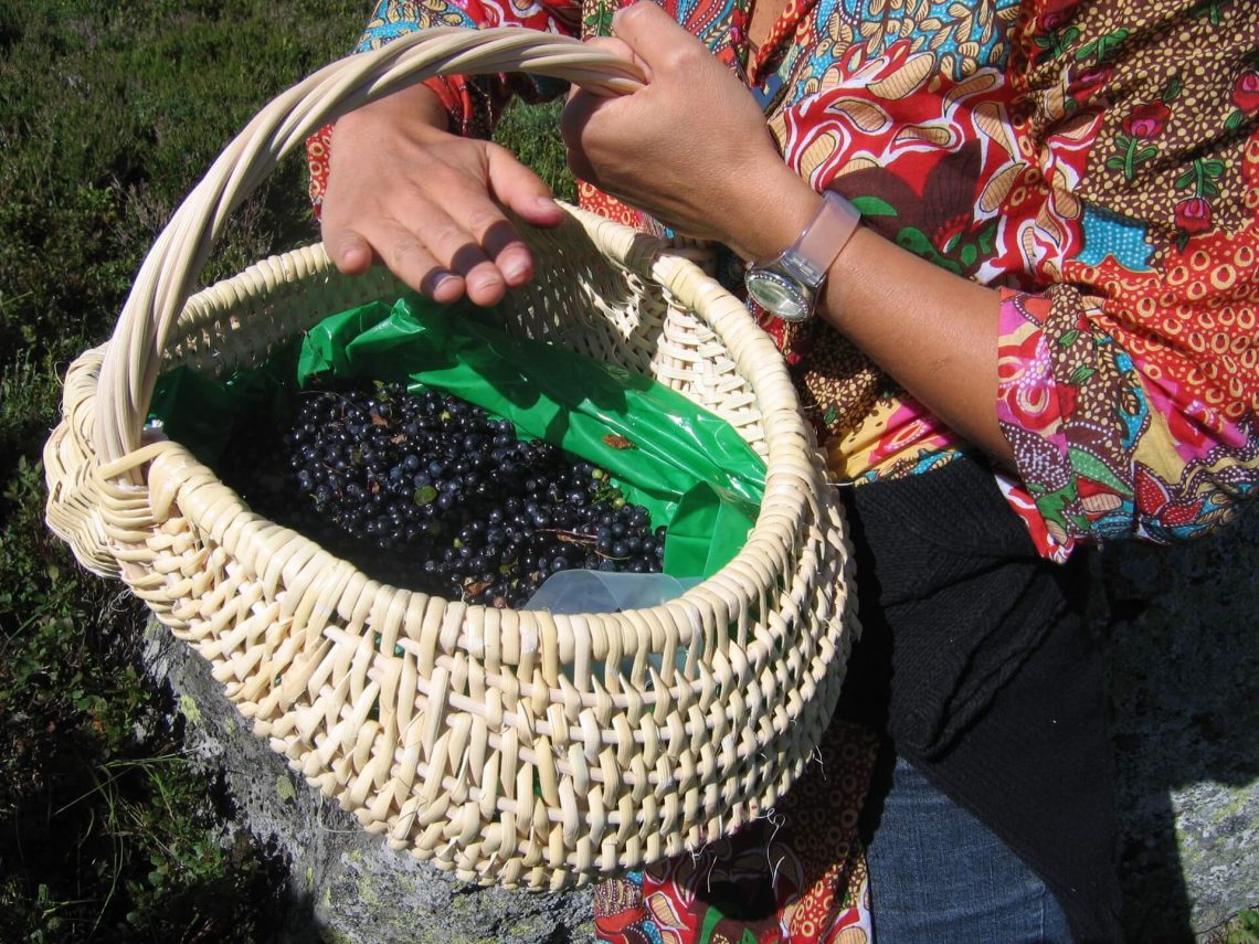 Picking blueberries for a nice pie