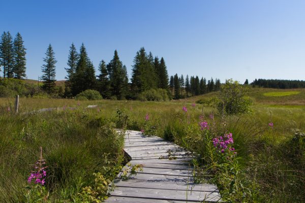 Les tourbières de le Réserve Naturelle Nationale des Sagnes de La Godivelle