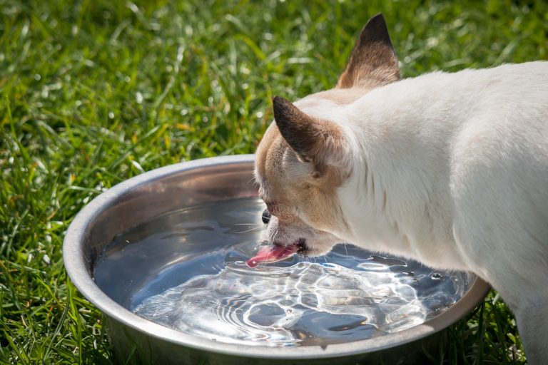 Restaurants où les chiens sont autorisés