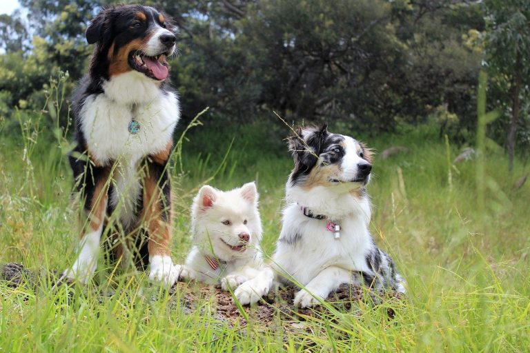 Activités où les chiens sont autorisés dans le Sancy, en Auvergne