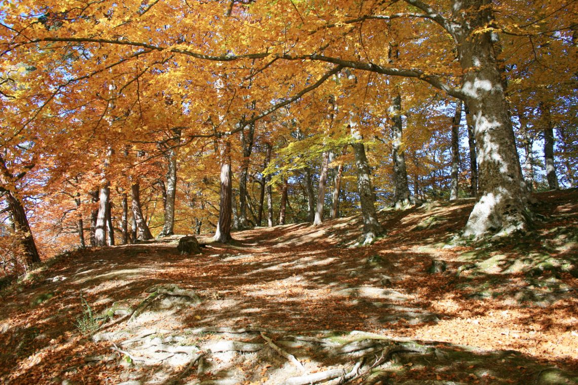 The autumn colours of the forests of Lake Pavin in Besse