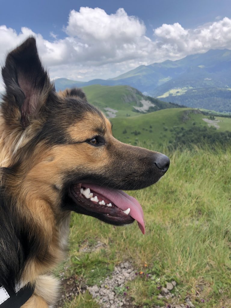 Sites naturels accessibles avec mon chien, dans le Sancy, en Auvergne