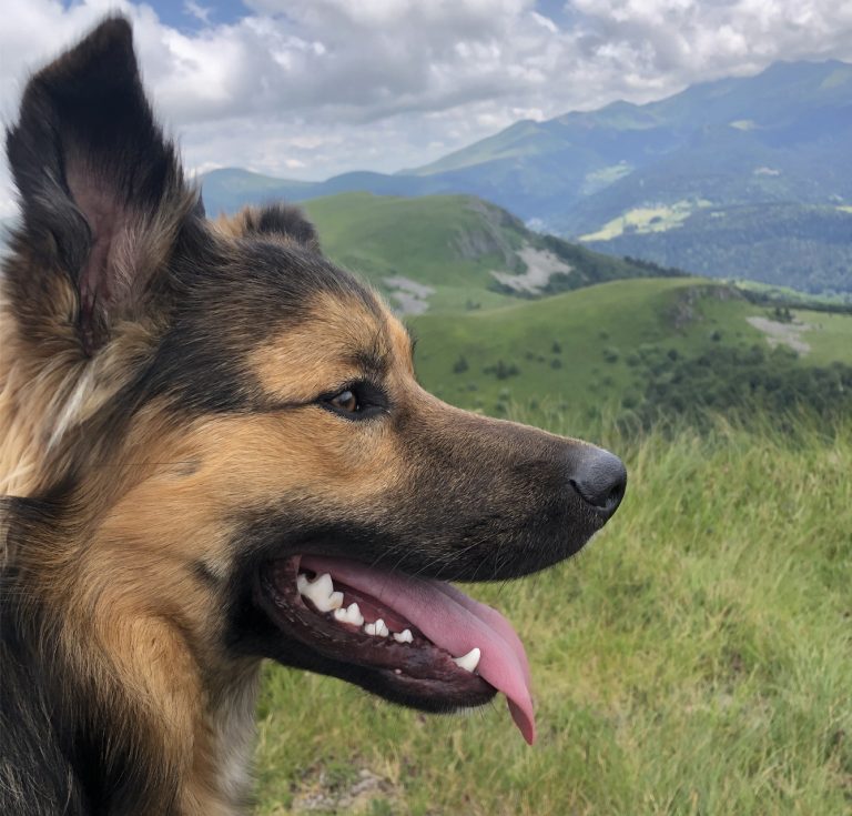 Sites naturels accessibles avec mon chien, dans le Sancy, en Auvergne