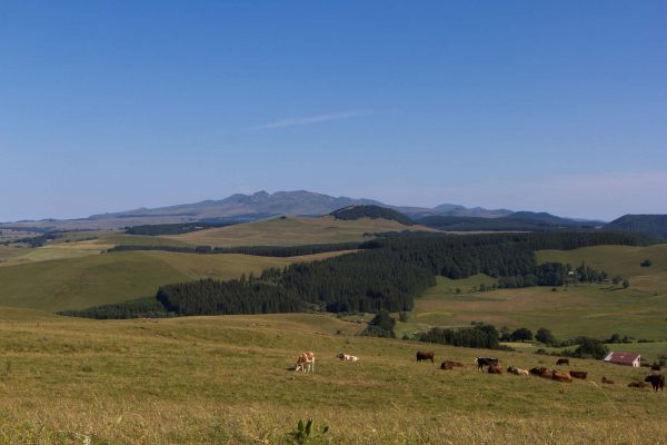 Vue sur le Massif du Sancy depuis le Cézallier