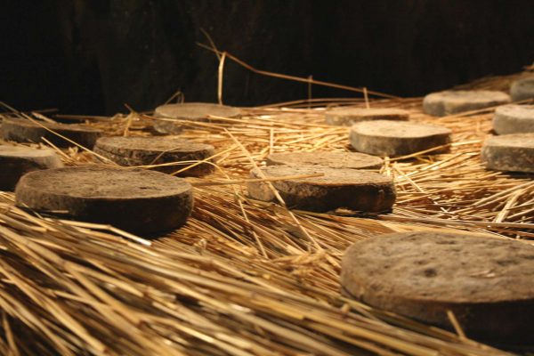 Le fromage Saint-Nectaire en cave d'affinage