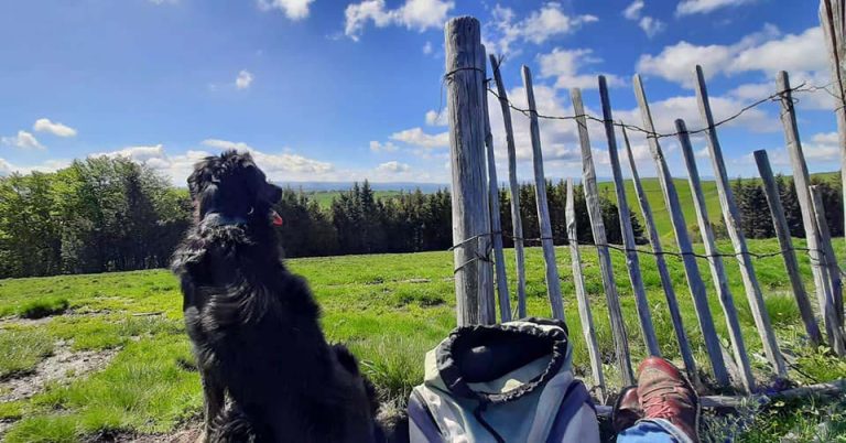 Randonner avec son chien dans le Sancy