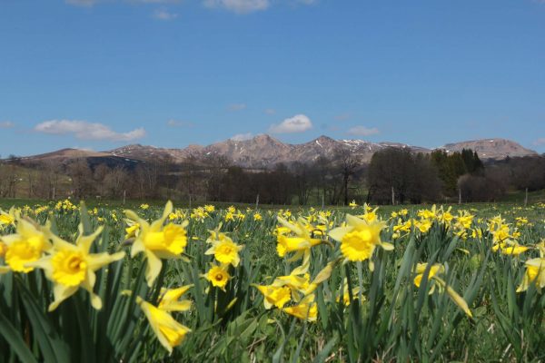 Vue sur le Sancy au printemps