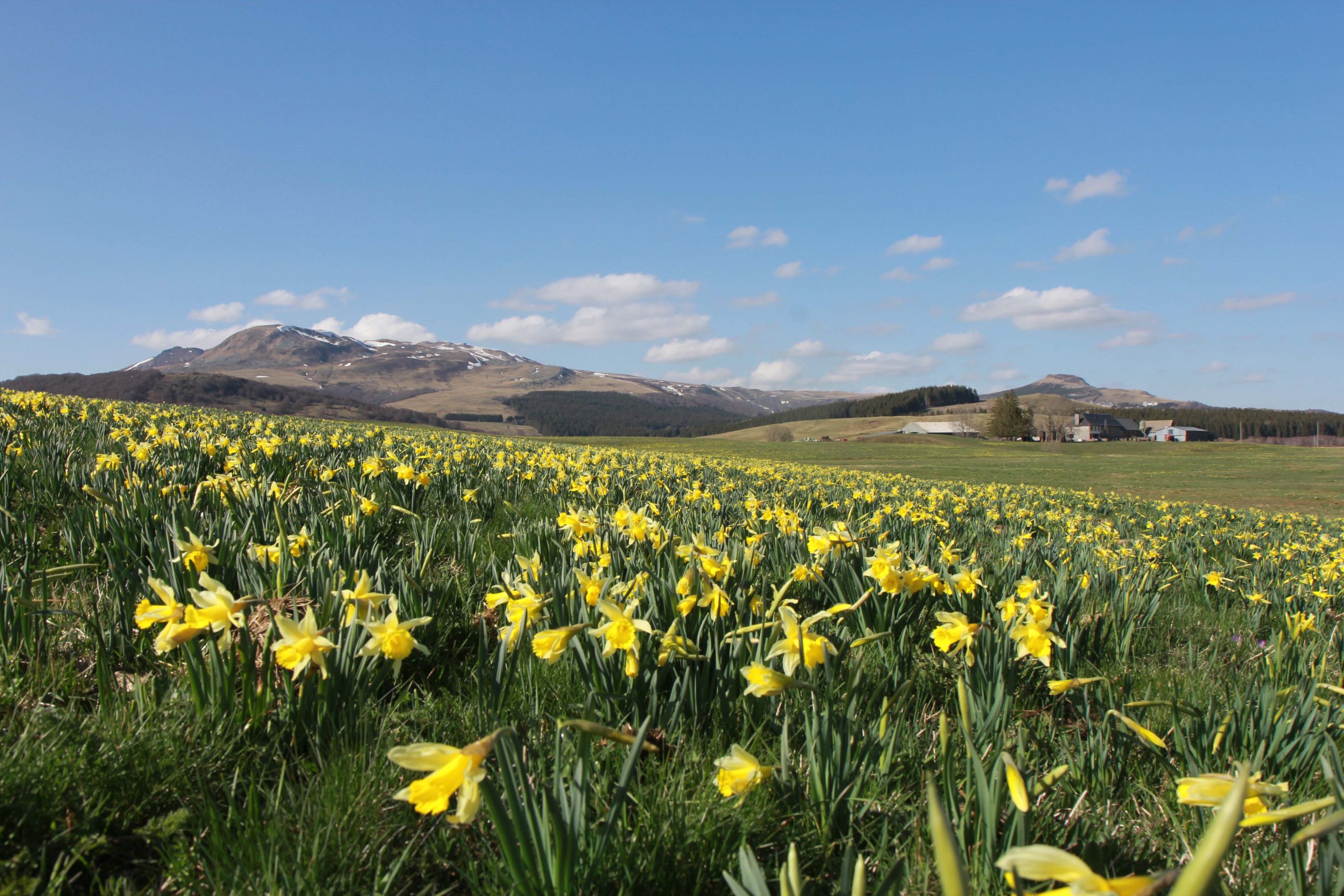 Se balader dans le Sancy et admirer les champs de jonquilles au printemps