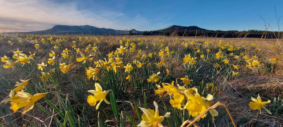 Les jonquilles en fleur dans le Massif du Sancy