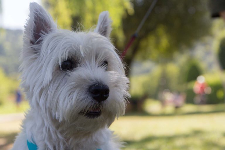 Hébergements où les chiens sont acceptés dans le massif du Sancy