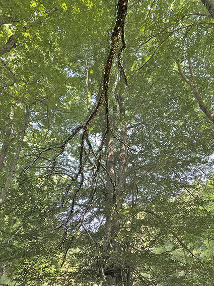 Horizons Arts-Nature en Sancy 2025 : Branchée à Compains