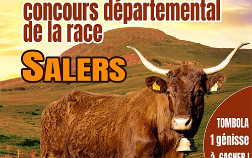Concours vache Salers à Picherande