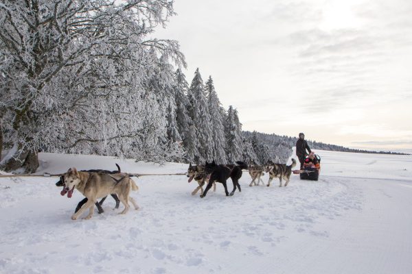 Profiter d'une balade en chien de traîneau dans le massif du sancy en hiver