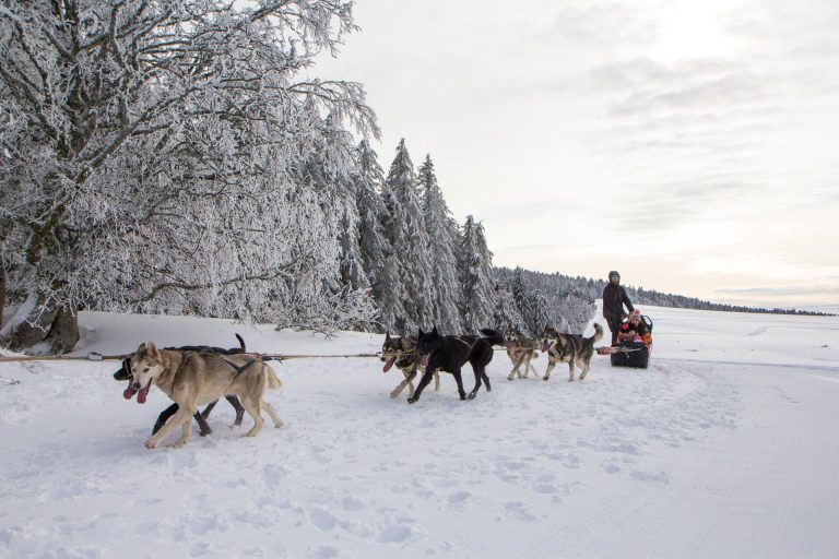 Profiter d'une balade en chien de traîneau dans le massif du sancy en hiver