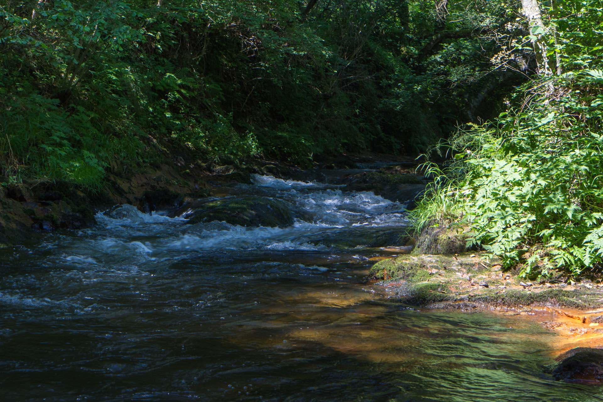 La couze Pavin, rivière qui traverse la commune de Saint-Diéry dans le Sancy