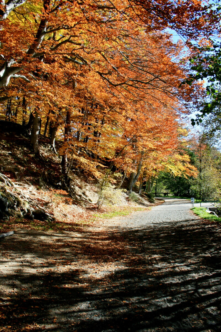 Circuit VTT la Manne Égliseneuve d'Entraigues