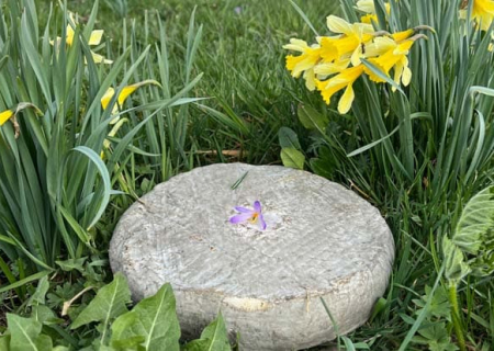 w-froamge-saint-nectaire-printemps-sancy